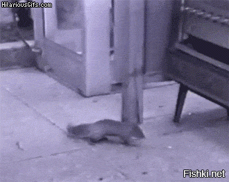 Воришки, которые уже давно в ссоре со своей совестью 