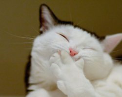 Приютский кот с огромными лапами изменил жизнь одного мужчины