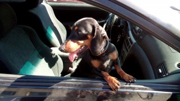 моя красотуня! таксы - лучшие собаксы!))))