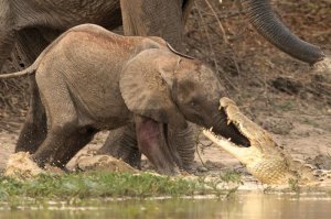 Дж. Р. Киплинг