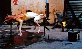 Если цобакен не додумался убежать, то судьба его предрешена