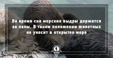 Как это их не уносит, если они держатся? Что мешает их унести в открытое море? Почему одну уносит, а двух-трех нет?

Может если крайняя при это схватится за что нибудь, то всю эту кучу не унесете никуда.