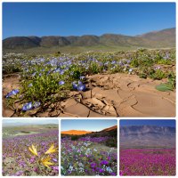 Мохаве после дождя, вряд ли Руб-эль-Хали так зацветет, конечно...