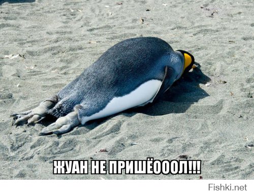 Пингвин ежегодно проплывает 5000 километров, чтобы встретиться со спасшим его человеком