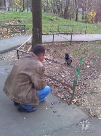 Сыч ,живёт на чердаке моего дома в деревне уже 3 года.
Позволяет погладить себя пальцем по макушке.
Стекло спецом не ставлю.Пусть себе живёт.

А с простой Вороной я даже пиво пил!