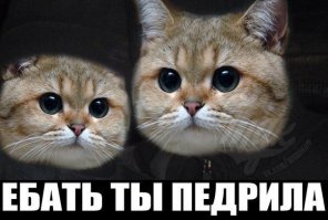 Котик из инстаграма! Рэгдолл Скай