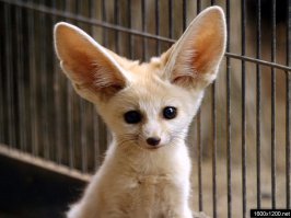 Не знаю почему...но собачка мне это животное напомнило...