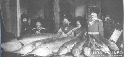 Уральские (Яицкие) казаки. Торговля осетрами