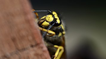 Мои попытки. d7000+60/2,8