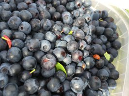 Несколько фоток прошлого лета. Витебская и Могилевская область. Снимал с телефона, так что извиняюсь за качество. А жена в Грецию тащит