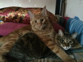 Вот чем занимаются мои котики.