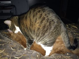 Вот чем занимаются мои котики.