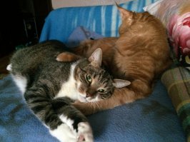 Вот чем занимаются мои котики.