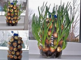 Картофель в бочках