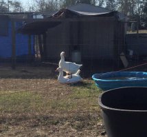 Доминируй, властвуй, унижай!)))