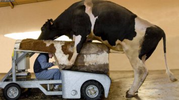 Машина для взятия спермы быка.