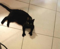 это не мутант. это обычный полидакт. вот мои полидактики к примеру.