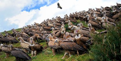 Аффтар, а может как тибетцы хоронить?