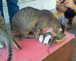 Большие и маленькие животные вместе: 18 тёплых фотографий