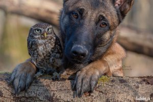 Большие и маленькие животные вместе: 18 тёплых фотографий