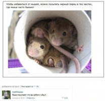 Смешные комментарии из социальных сетей 11.03.16