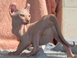 Редкие породы кошек в мире  