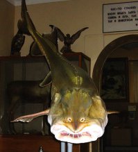 Калуга (Huso dauricus),достигает более 4 м длины и 800 - 1000 кг веса.