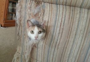 Они наверно мебель мягкую в два раза больше дерут...:)