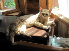 Вот такого чаузи нашла в свое время в соседнем дворе. Про такую породу тогда никто и не слышал.