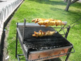 Морские свинки. Эквадор.