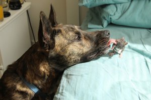 Большие и маленькие животные вместе: 18 тёплых фотографий