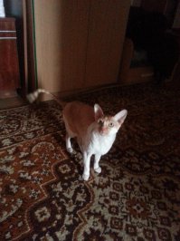 Вот моя мерзлявая старушка-англичанка)