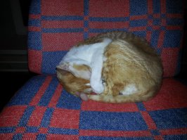 Вот моя мерзлявая старушка-англичанка)