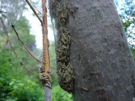 Возле дома.