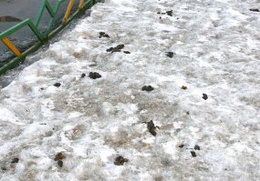 Трюфель весенний