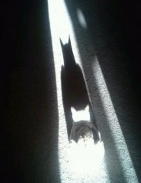 где детонатор?