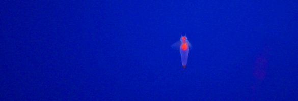 Добавлю в колекцию. Морской Ангел.
Достаточно опуститься на глубину пятисот метров где-нибудь у заснеженных берегов Аляски или Северной Европы, в Северном Ледовитом или Тихом океане, на севере Атлантики, и вы лицом к лицу встретитесь с этим древним моллюском, который, как и столетия назад, грациозно рассекает водную гладь парой небольших выростов (параподий), напоминающих крошечные крылья ангела.