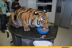 Кто знает, как отучить котика забираться на стол?