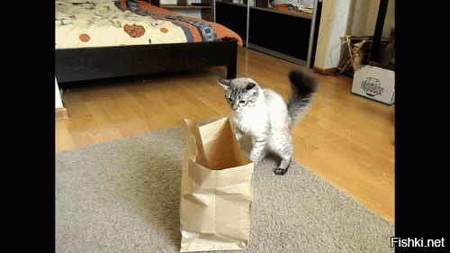 Коты, открывшие для себя «мир пакетов»