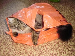 Это моё животное )) Тима