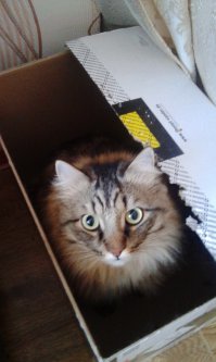 Это моё животное )) Тима