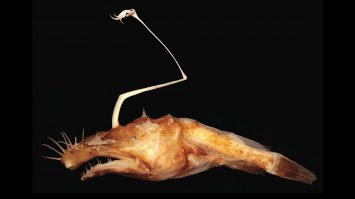 Вот ещё чуток