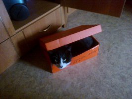 Пакеты и коробки похоже для мяушек семейное :) Мой не исключение :)