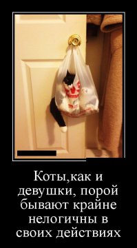 Коты, открывшие для себя «мир пакетов»