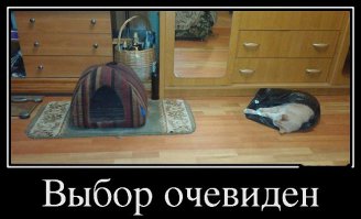 Коты, открывшие для себя «мир пакетов»