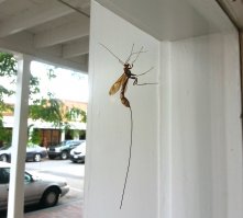 Первая мысль которая мне пришла в голову, так это поджечь этот хвост