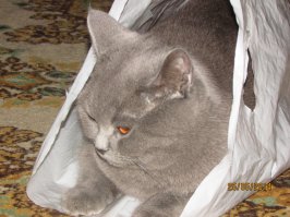 Коты, открывшие для себя «мир пакетов»