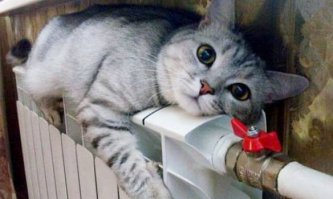 а интересно, какие учёные установили, что котята видят сны?