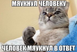 10 интересных фактов о кошках