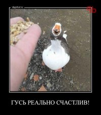 Вяленый гусь
